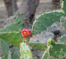 Free download Paddle Cactus (Opuntia Bergeriana) free photo or picture to be edited with GIMP online image editor
