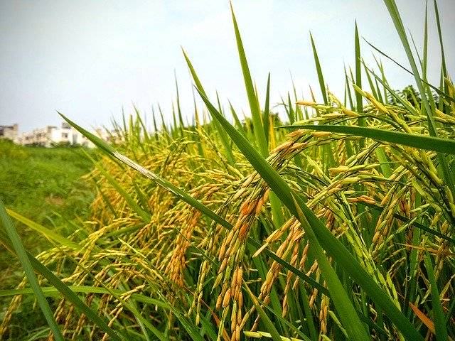 Gratis download Paddy Crop Rice - gratis foto of afbeelding om te bewerken met GIMP online afbeeldingseditor
