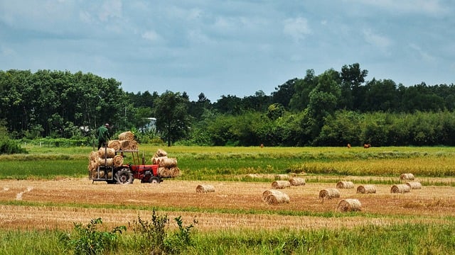Baixe gratuitamente a imagem gratuita de fazendeiros de feno de prados de arrozais para ser editada com o editor de imagens on-line gratuito GIMP