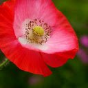 Painted Poppy  screen for extension Chrome web store in OffiDocs Chromium