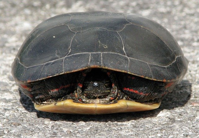 Free download painted turtle chrysemys picta free picture to be edited with GIMP free online image editor