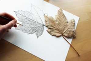 Free download Painting Maple Leaf free photo or picture to be edited with GIMP online image editor