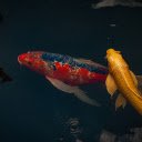Pair of beautiful ornamental fish  screen for extension Chrome web store in OffiDocs Chromium