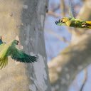 Pair of green parrots  screen for extension Chrome web store in OffiDocs Chromium