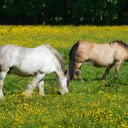 Pair of horses running side by side  screen for extension Chrome web store in OffiDocs Chromium