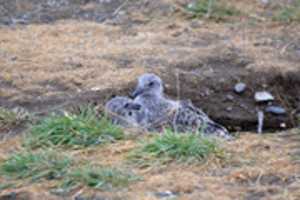 Free download Pair of Kelp seagull chicks in their nest free photo or picture to be edited with GIMP online image editor