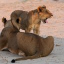 Pair of lions in the desert  screen for extension Chrome web store in OffiDocs Chromium