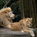 Pair of lions next to the rock  screen for extension Chrome web store in OffiDocs Chromium