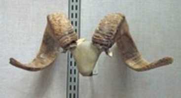 Free download Pair of Rams Horns free photo or picture to be edited with GIMP online image editor