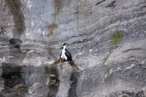 Free download Pair of Rock Cormorants on a nest near Condor Glacier free photo or picture to be edited with GIMP online image editor