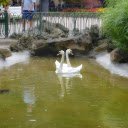 pair of swans in the park  screen for extension Chrome web store in OffiDocs Chromium
