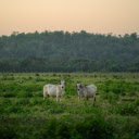 pair of white goats  screen for extension Chrome web store in OffiDocs Chromium