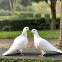 Pair of white pigeons  screen for extension Chrome web store in OffiDocs Chromium