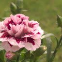 Pale pink flowers  screen for extension Chrome web store in OffiDocs Chromium