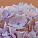 Pale purple dried flowers  screen for extension Chrome web store in OffiDocs Chromium