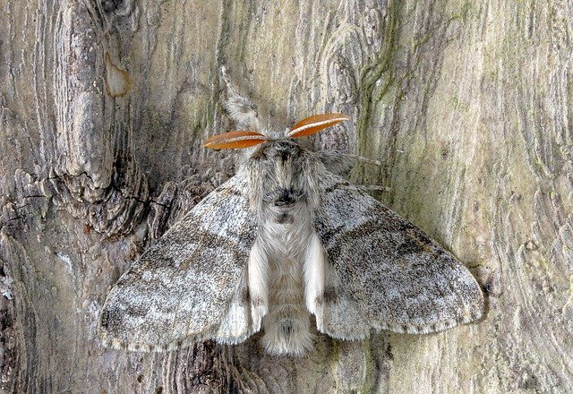 Téléchargement gratuit de Pale-Tussock Moth Wings - photo ou image gratuite à éditer avec l'éditeur d'images en ligne GIMP