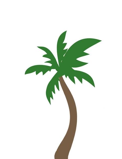 Download gratuito Palm Coconut Tree - foto o immagine gratuita da modificare con l'editor di immagini online di GIMP