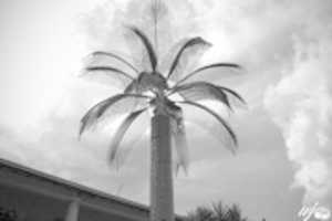 Free download Palmera. free photo or picture to be edited with GIMP online image editor