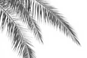 Free download Palm leaves free photo or picture to be edited with GIMP online image editor