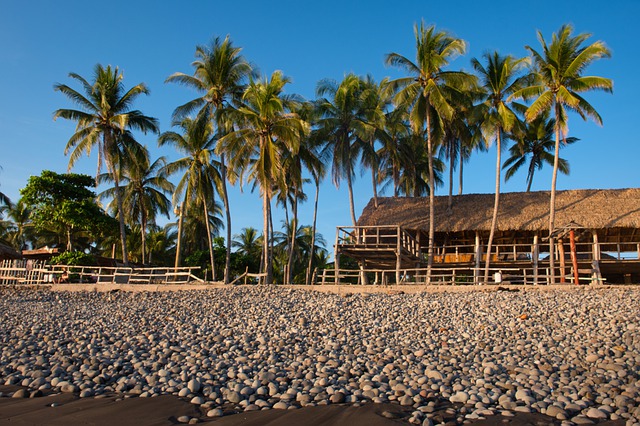 Gratis download palm natuur tropisch exotisch gratis foto om te bewerken met GIMP gratis online afbeeldingseditor