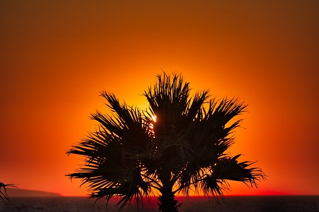 Téléchargement gratuit de Palm Sea Summer - photo ou image gratuite à éditer avec l'éditeur d'images en ligne GIMP