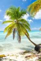 Free download Palm Tree pictures free photo or picture to be edited with GIMP online image editor
