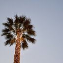 Palm trees and lights  screen for extension Chrome web store in OffiDocs Chromium
