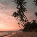 Palm Trees at Beach  screen for extension Chrome web store in OffiDocs Chromium