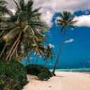 Palm Trees by the Seaside  screen for extension Chrome web store in OffiDocs Chromium