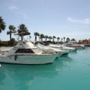 Palm trees on the marina  screen for extension Chrome web store in OffiDocs Chromium