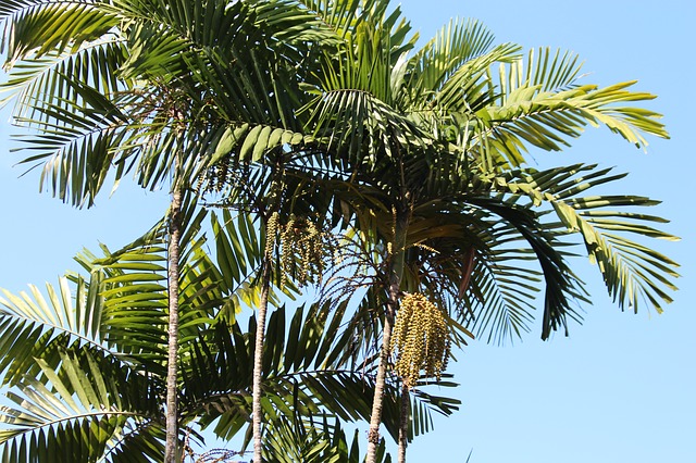 Ücretsiz indir palmiye ağaçları gökyüzü yaz yolculuğu ücretsiz resim GIMP ücretsiz çevrimiçi resim düzenleyici ile düzenlenebilir