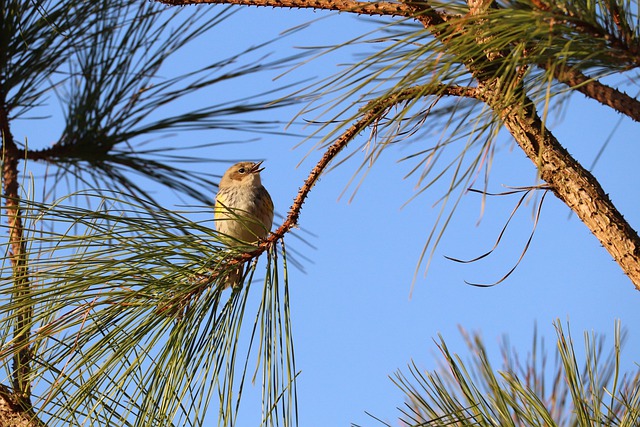 Free download palm warbler bird warbler perched free picture to be edited with GIMP free online image editor