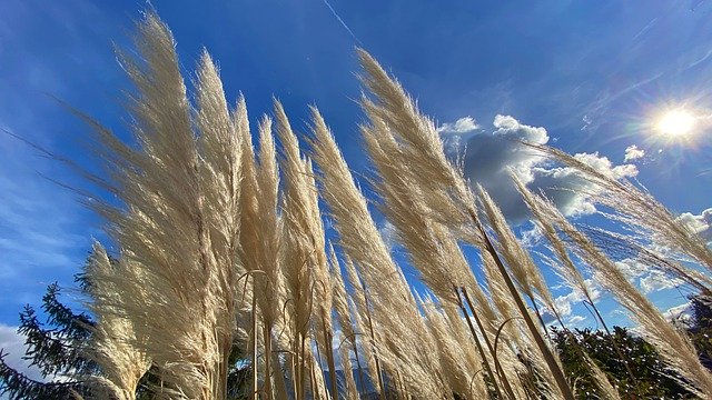 Free download pampas grass grass on the ground free picture to be edited with GIMP free online image editor