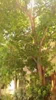 Free download PANAGAL TREES free photo or picture to be edited with GIMP online image editor