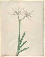 Free download Pancratium free photo or picture to be edited with GIMP online image editor