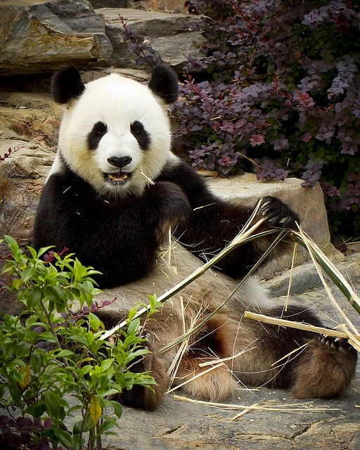 Muat turun percuma gambar percuma panda australia zoo adelaide untuk diedit dengan editor imej dalam talian percuma GIMP