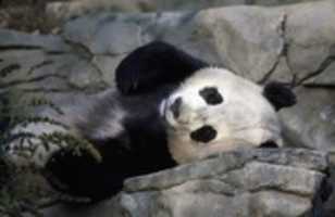 Free download Panda Bears free photo or picture to be edited with GIMP online image editor