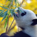 Pandas eat leaves  screen for extension Chrome web store in OffiDocs Chromium