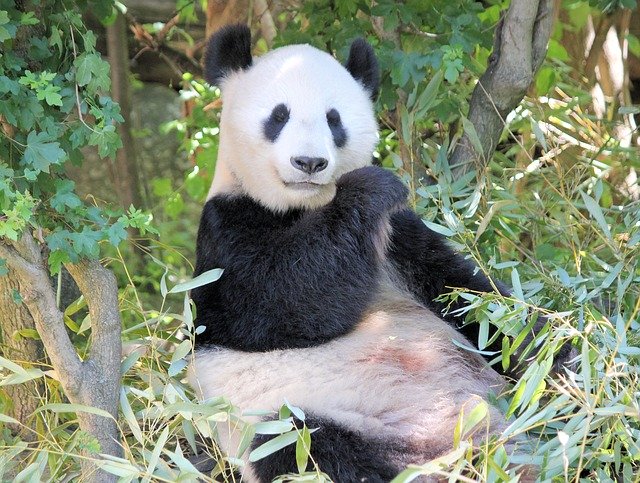 Téléchargement gratuit du modèle photo gratuit Panda Sitting Bamboo à éditer avec l'éditeur d'images en ligne GIMP