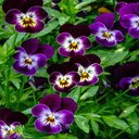 Pansies flower wallpaper  screen for extension Chrome web store in OffiDocs Chromium