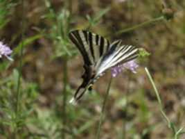Free download Papallona Reina free photo or picture to be edited with GIMP online image editor