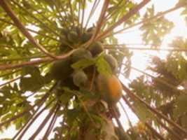 Free download papaya  free photo or picture to be edited with GIMP online image editor