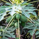 Papaya tree bears fruit  screen for extension Chrome web store in OffiDocs Chromium