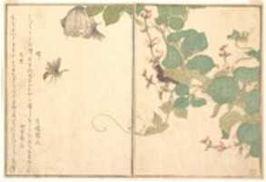 Free download Paper Wasp (Hachi); Hairy Caterpillar (Kemushi), from the Picture Book of Crawling Creatures (Ehon mushi erami) free photo or picture to be edited with GIMP online image editor