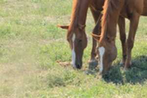 Free download pareja de caballos comiendo free photo or picture to be edited with GIMP online image editor