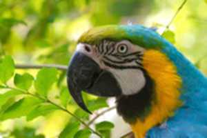 Free download parrot1 free photo or picture to be edited with GIMP online image editor