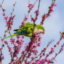Parrot and Spring Branch  screen for extension Chrome web store in OffiDocs Chromium