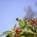 Parrot bird on flower branch  screen for extension Chrome web store in OffiDocs Chromium