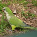Parrot Eating Grass  screen for extension Chrome web store in OffiDocs Chromium