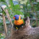 Parrot in the tree hole  screen for extension Chrome web store in OffiDocs Chromium